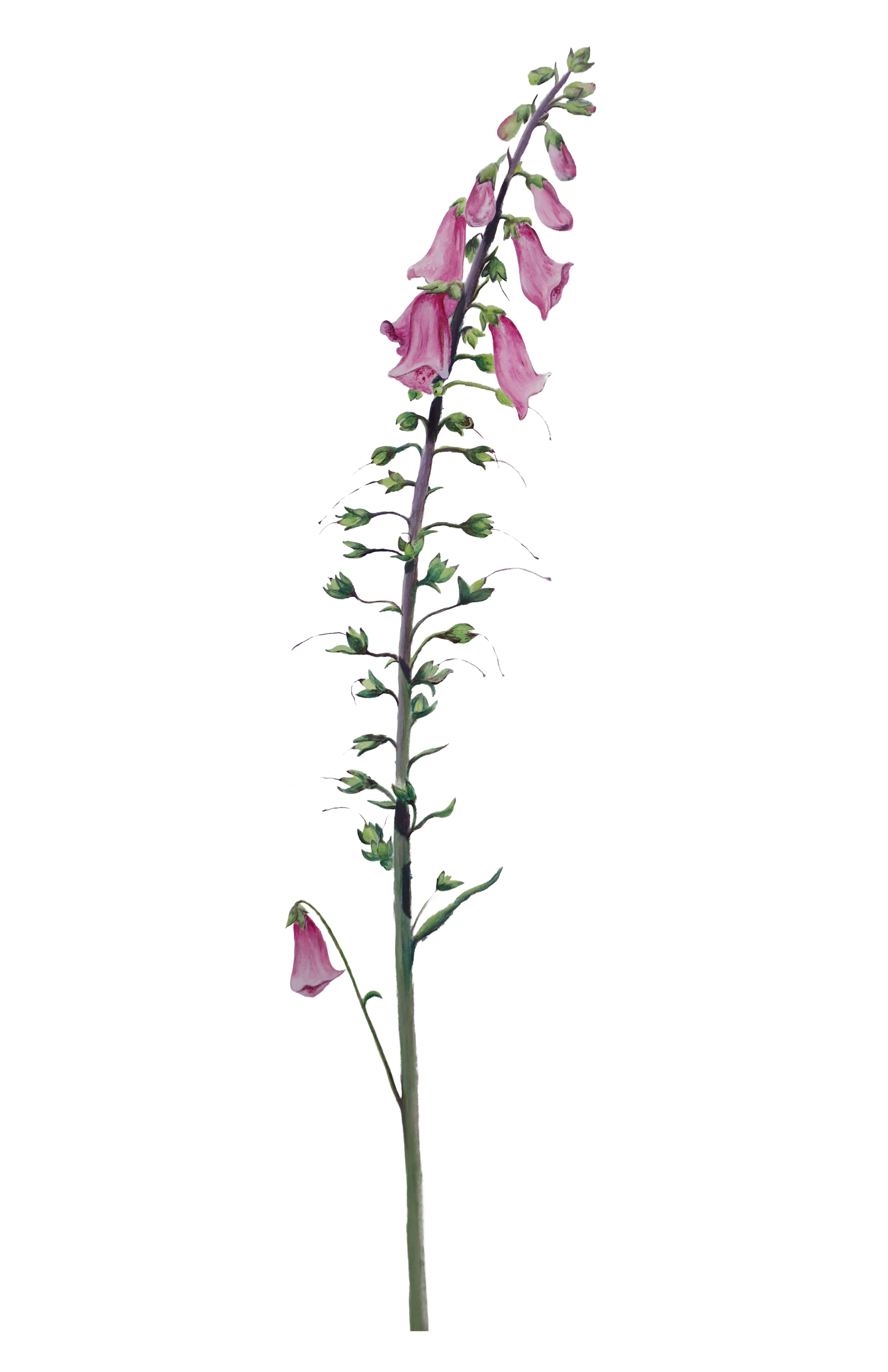 Decorative flower